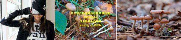гидра Алексеевка